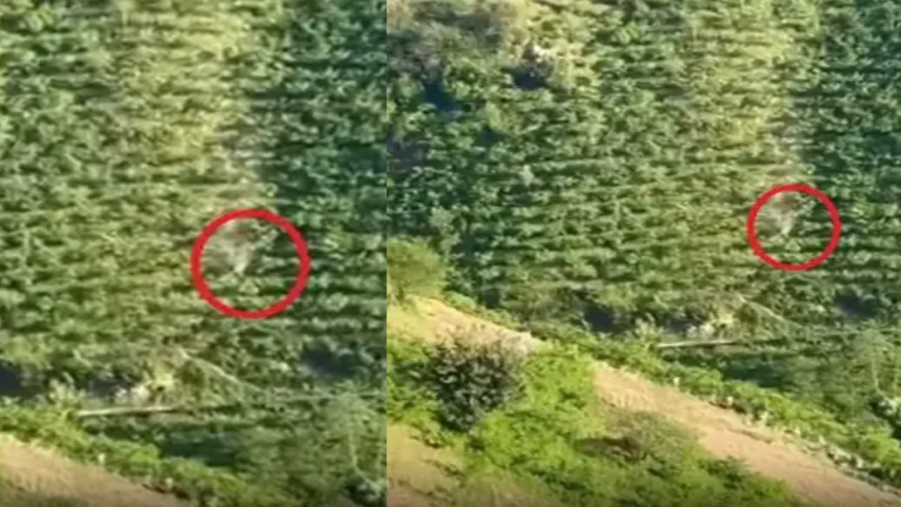 Giresun'da 400 Metre Sürüklendi: Kamyonet Taklalarla Yola Yuvarlandı